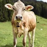 Allgaeu & - 314 3*